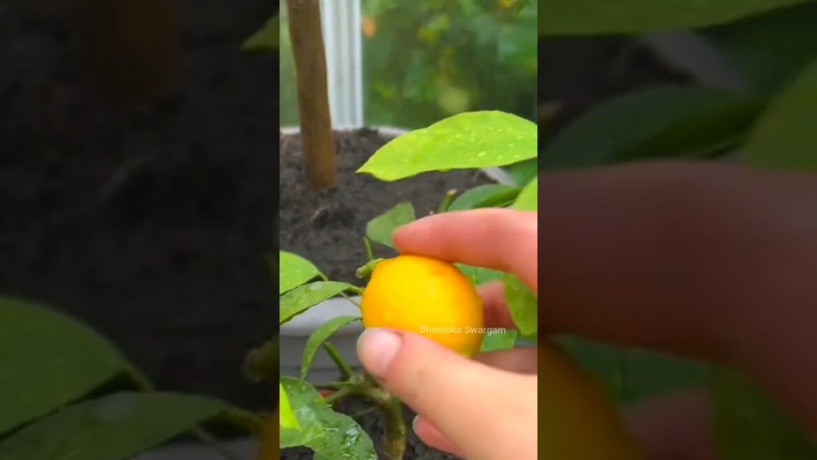 నిమ్మకాయ Lemon harvest in terrace garden  #harvesting #agriculture #gardening #shortvideo #shorts