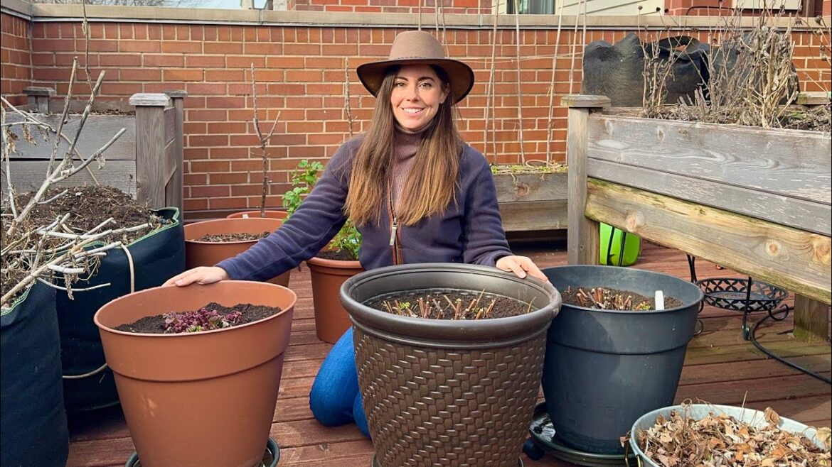 Refreshing Potted Perennial Plants In My Container Garden!