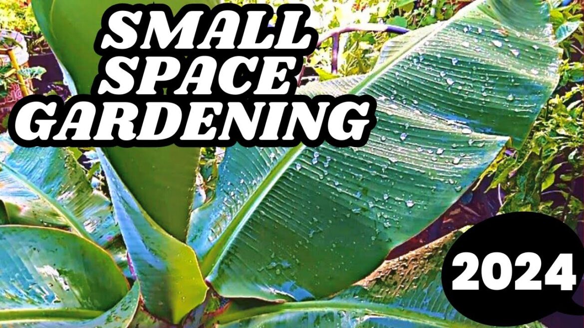 Small Space Gardening 2024|| Jamaican Backyard Garden 🇯🇲