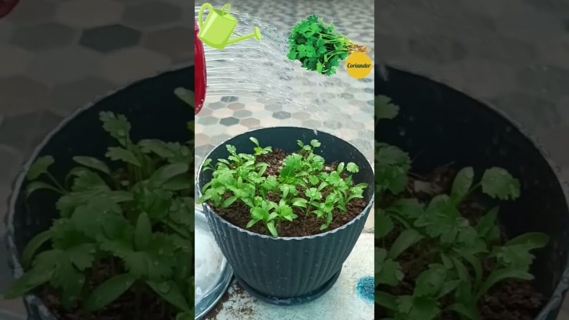 watering my coriander plants #watering plants#gardening #gardening hacks#gardening tips#gardenscapes watering my coriander plants #watering plants#gardening #gardening hacks#gardening tips#gardenscapes