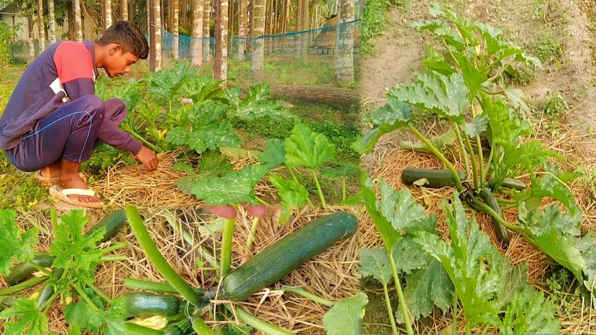 Harvesting Carrot Garden Goes to market sell – Vegetable Gardening – (@LyThiCa10091993) Harvesting Carrot Garden Goes to market sell - Vegetable Gardening - (@LyThiCa10091993)
