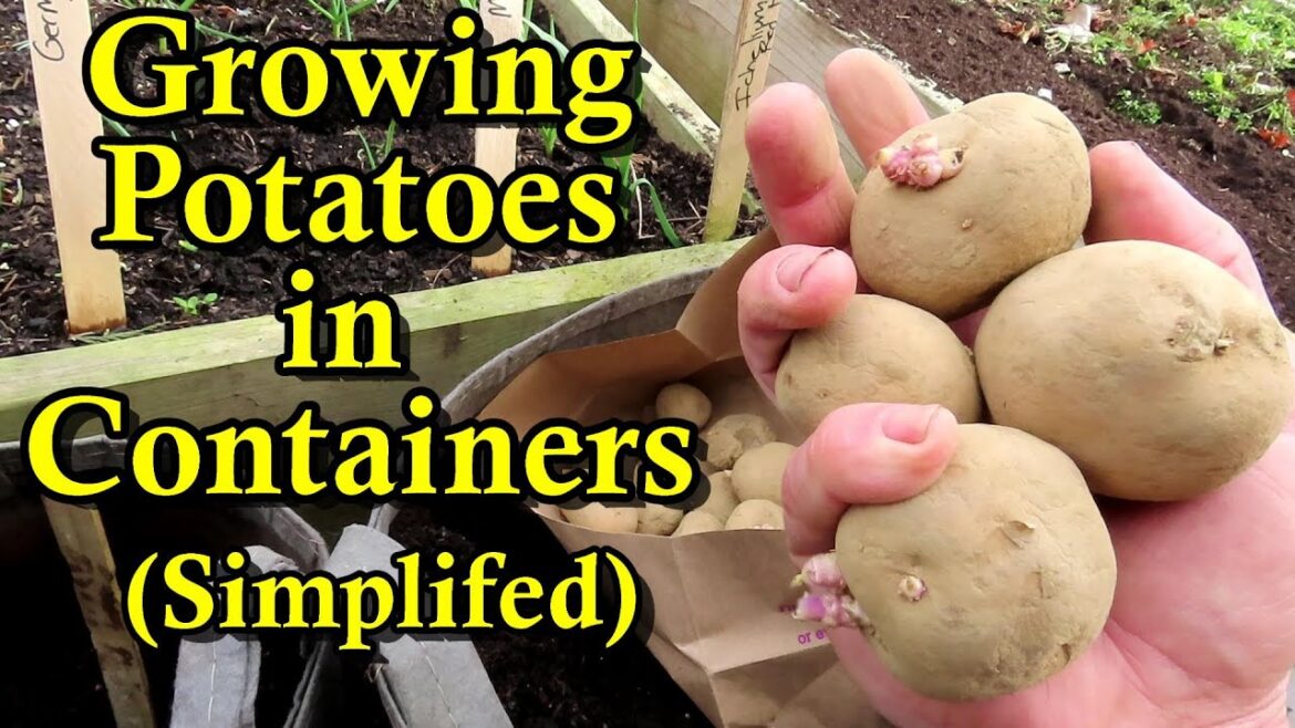 Growing Potatoes for New Gardeners E2:  Planting in Containers - Fertilizing, Depth, & Spacing
