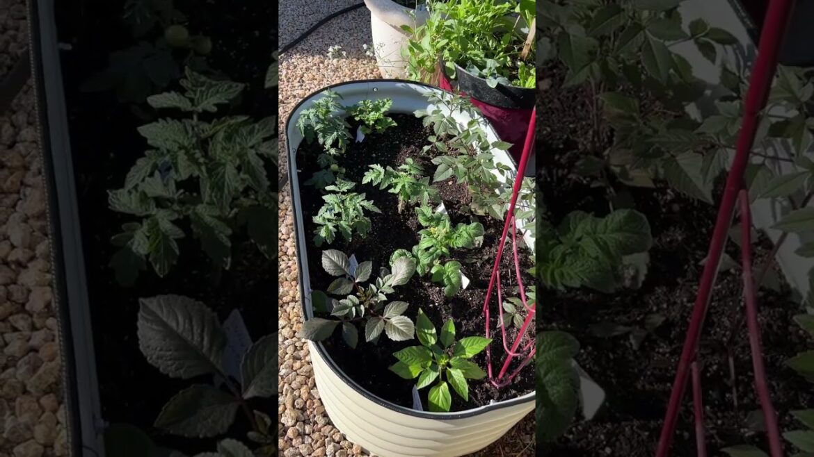 Container Garden - Dahlia Beds and Much More