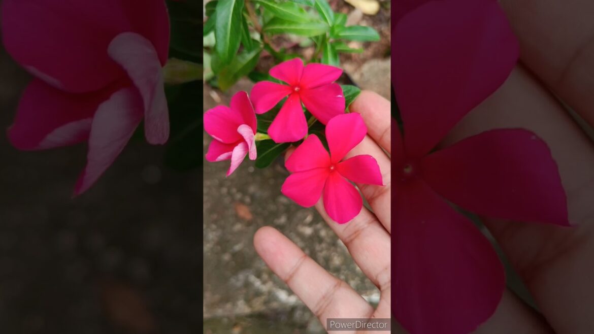 புதுவரவு♥️vinca♥️#nature #gardener #gardeningtips #trending #maadithottam #garden #terracegarden