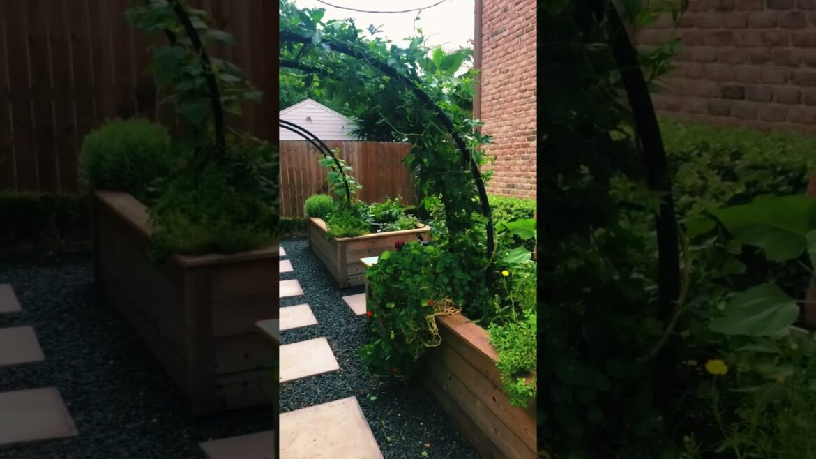 Beautiful indoor garden path #shorts #viral #indoorgarden #garden  #containergarden #youtubeshorts