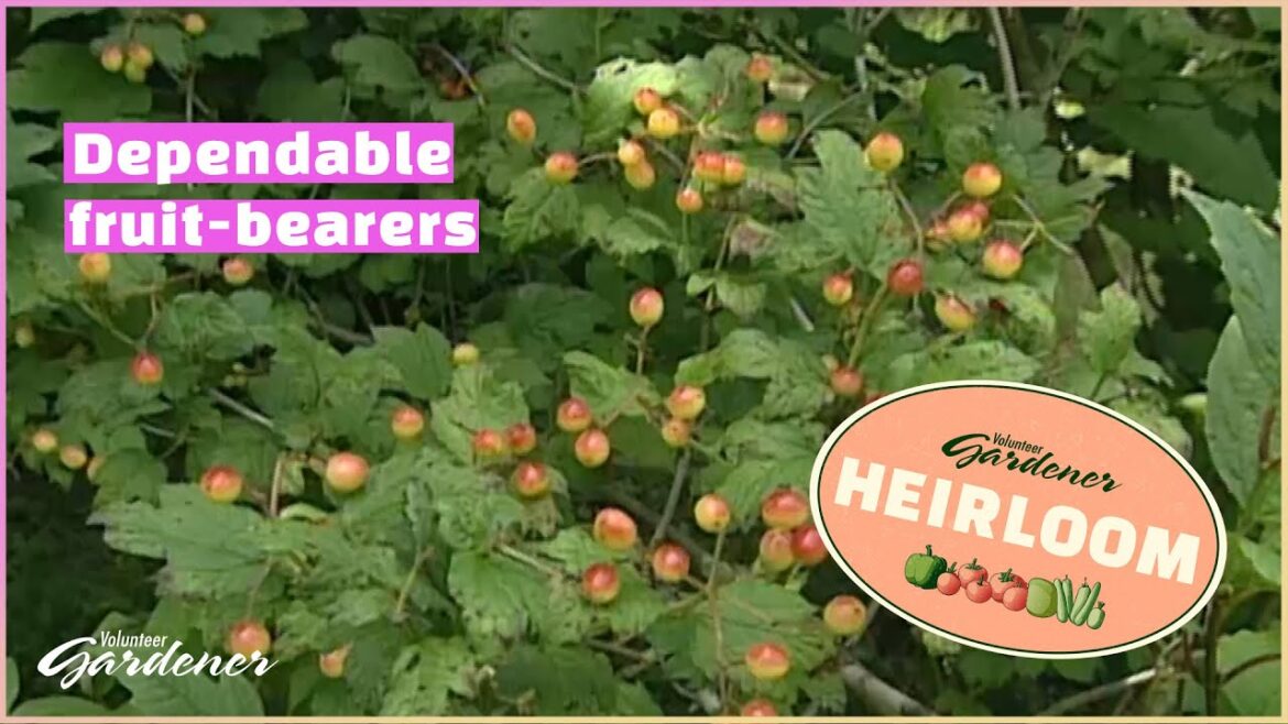 Selections for an Edible Landscape | Volunteer Gardener