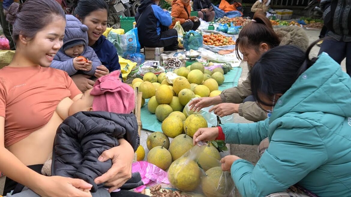 Harvesting GRAPEFRUIT Garden To The Market Sell, Single Mom Vegetable Gardening  Ly Thi May