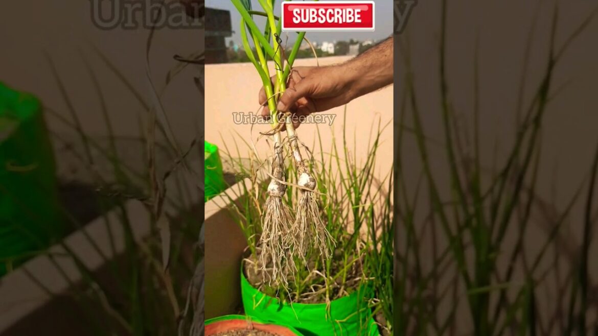 छत पर लगाईए लहसुन|garlic harvesting|roof top gardening|gardening tips| #plants #gardening #vegetable छत पर लगाईए लहसुन|garlic harvesting|roof top gardening|gardening tips| #plants #gardening #vegetable