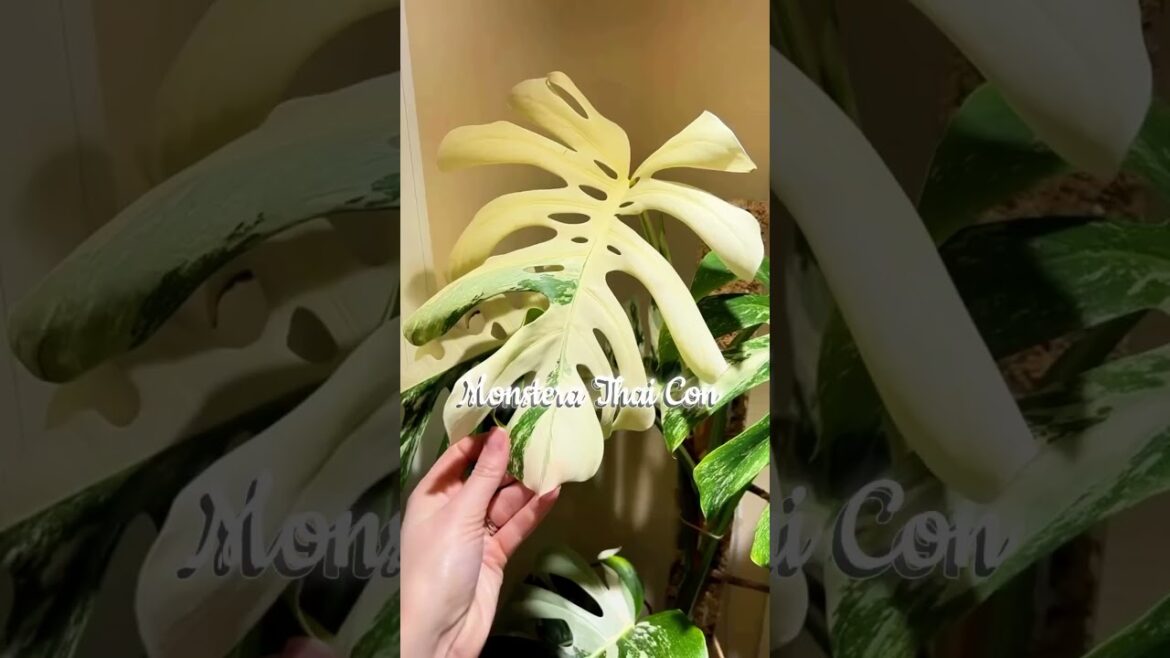 Most Unique Houseplants🌿🫶🏼 #gardentips #houseplants