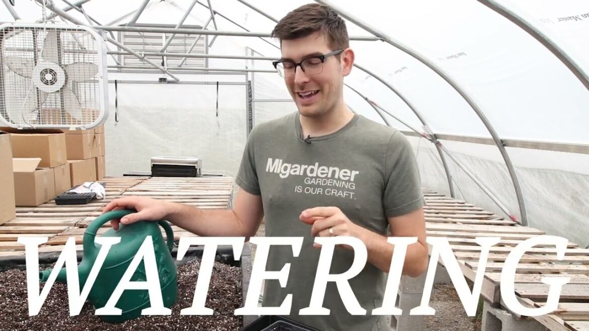 MIgardener: I Started Seeds How I Did As A BEGINNER – The Difference Was SHOCKING I Started Seeds How I Did As A BEGINNER - The Difference Was SHOCKING