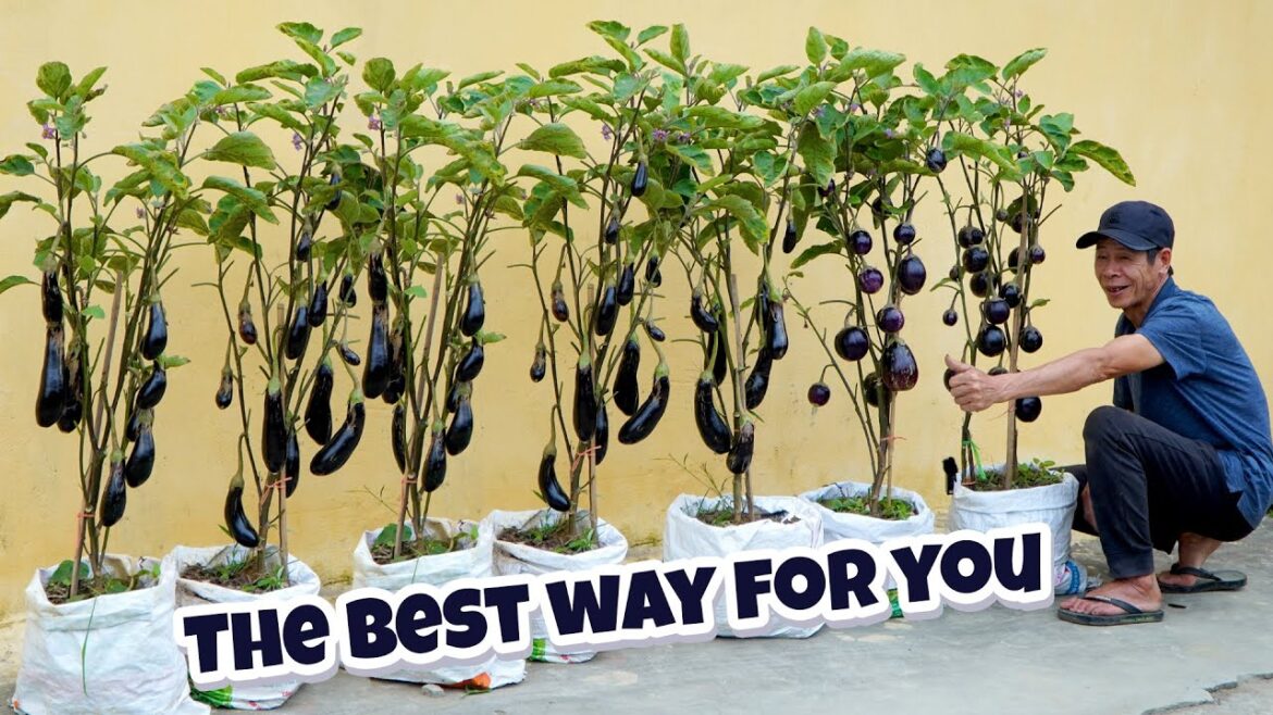Grow Super Yielding Eggplant: No Need For A Garden, Continuous Fruit Harvest Grow Super Yielding Eggplant: No Need For A Garden, Continuous Fruit Harvest