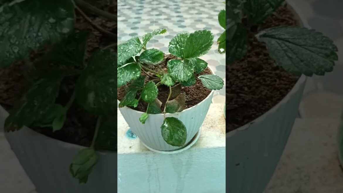hybrid strawberry plant #gardening #gardening #plants #gardening tips#gardening hacks#viral #trend