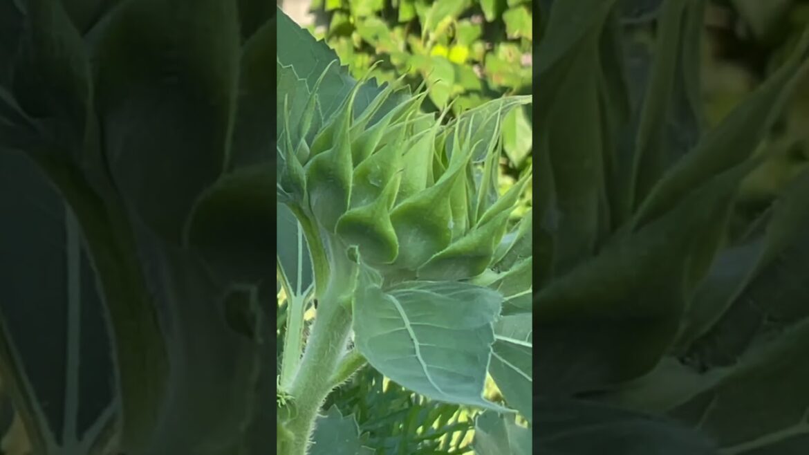 August 20, 2023 Backyard Garden Update #shorts