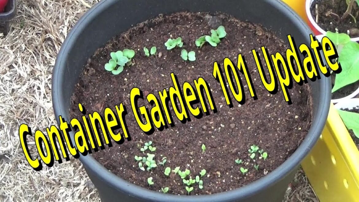 Container Gardening 101, Week 1 Update, Garden With Me 2-27-2024