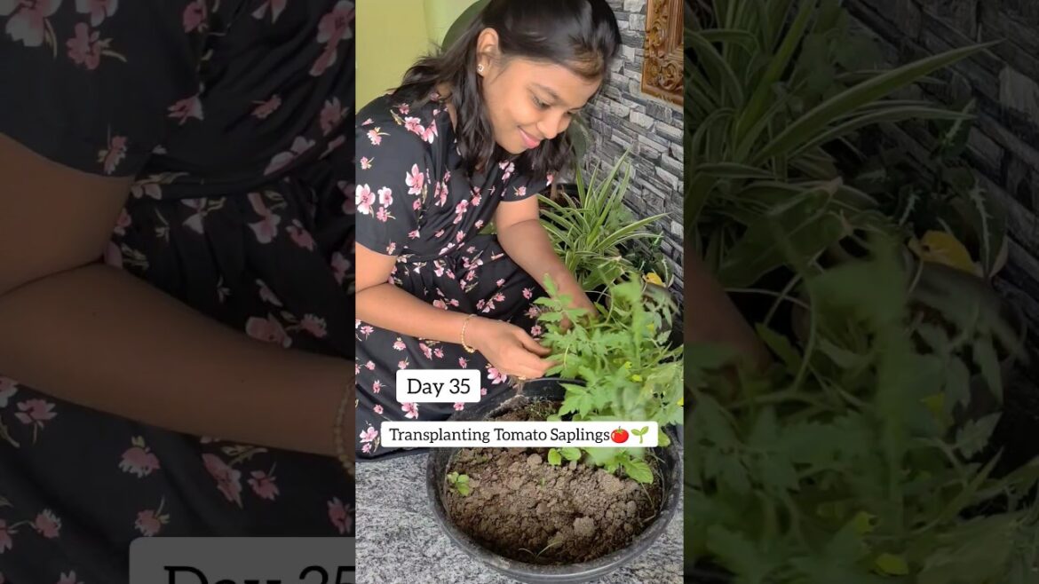 Day 35 Transplanting Tomato Saplings🍅🌱#gardeningtips #gardening #plants #containergardening #shorts