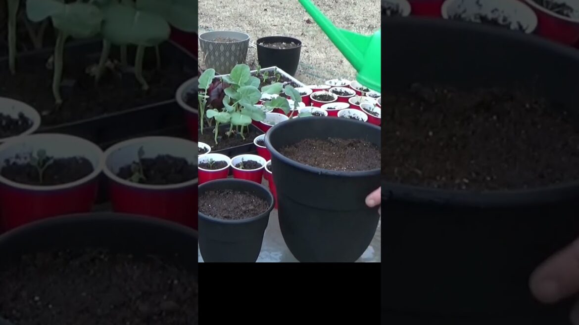 Container gardening 101 Container gardening 101