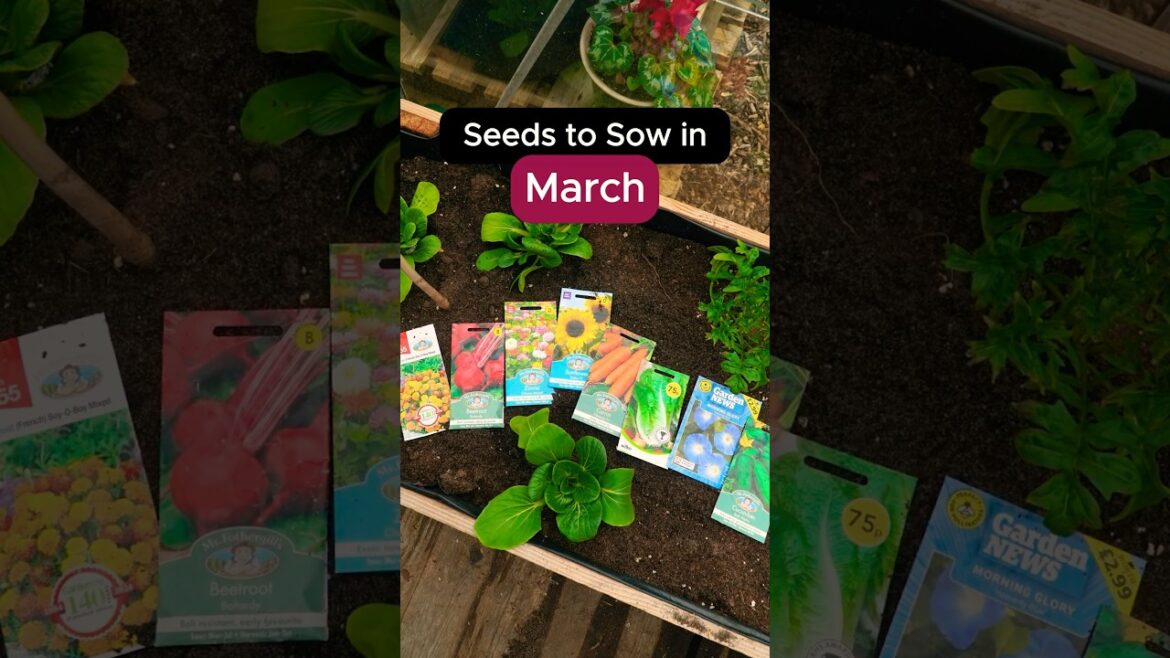 Seeds to Sow in March (UK) 🌱🗓️