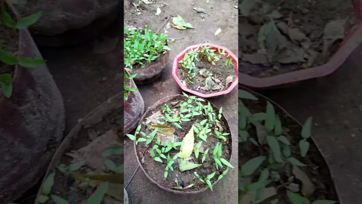 மிளகாய் எல்லாமே சூப்பராக வளர்ந்துடு😍🌶 #chilli #garden #tips #video #viral #trending #short #shorts