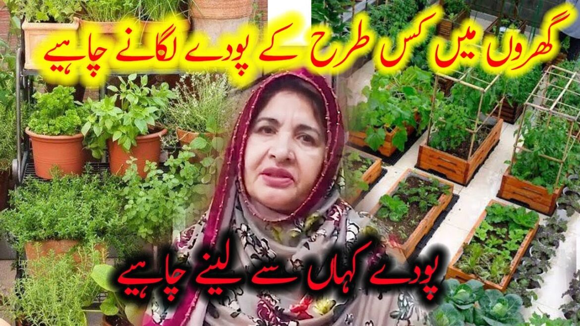 How to start vegetable garden for beginners | Top Tips Home vegetable Gardening By Amber