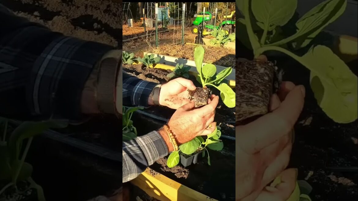 Plant when the roots are ready #gardening #garden #homesteadgarden Plant when the roots are ready #gardening #garden #homesteadgarden