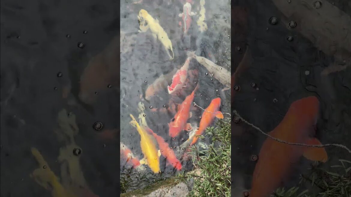 Japanese garden in Kaiserslautern Japanese garden in Kaiserslautern
