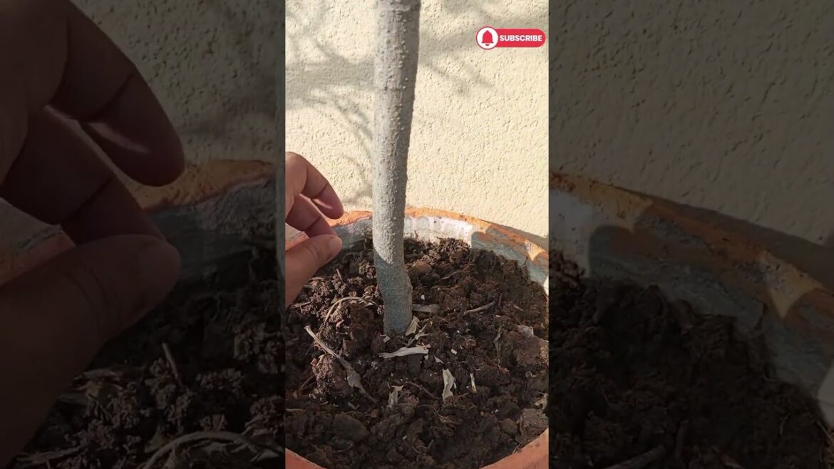 Growing laal saag in my hibiscus pot #garden #gardening #shorts #viral #youtubeshorts Growing laal saag in my hibiscus pot #garden #gardening #shorts #viral #youtubeshorts