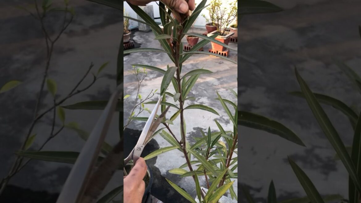 Indoorplants #trending #indoorplants #beginner #youtubeshorts #plants #shortsvideo #garden #cutting