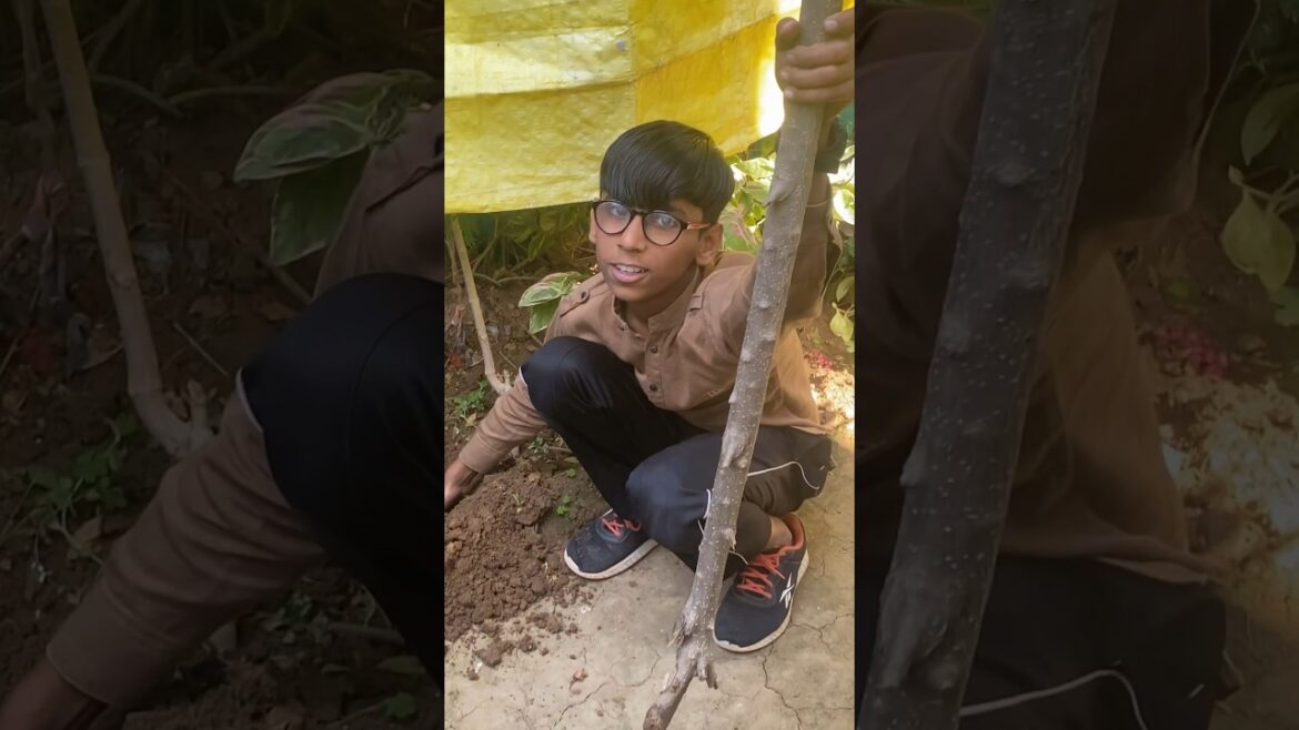 Gardening🧑🌾garmiyon me Suru kar di#shorts#viral#reels#gardening#reels#shortfeed#ytshorts#vlog#fun Gardening🧑🌾garmiyon me Suru kar di#shorts#viral#reels#gardening#reels#shortfeed#ytshorts#vlog#fun