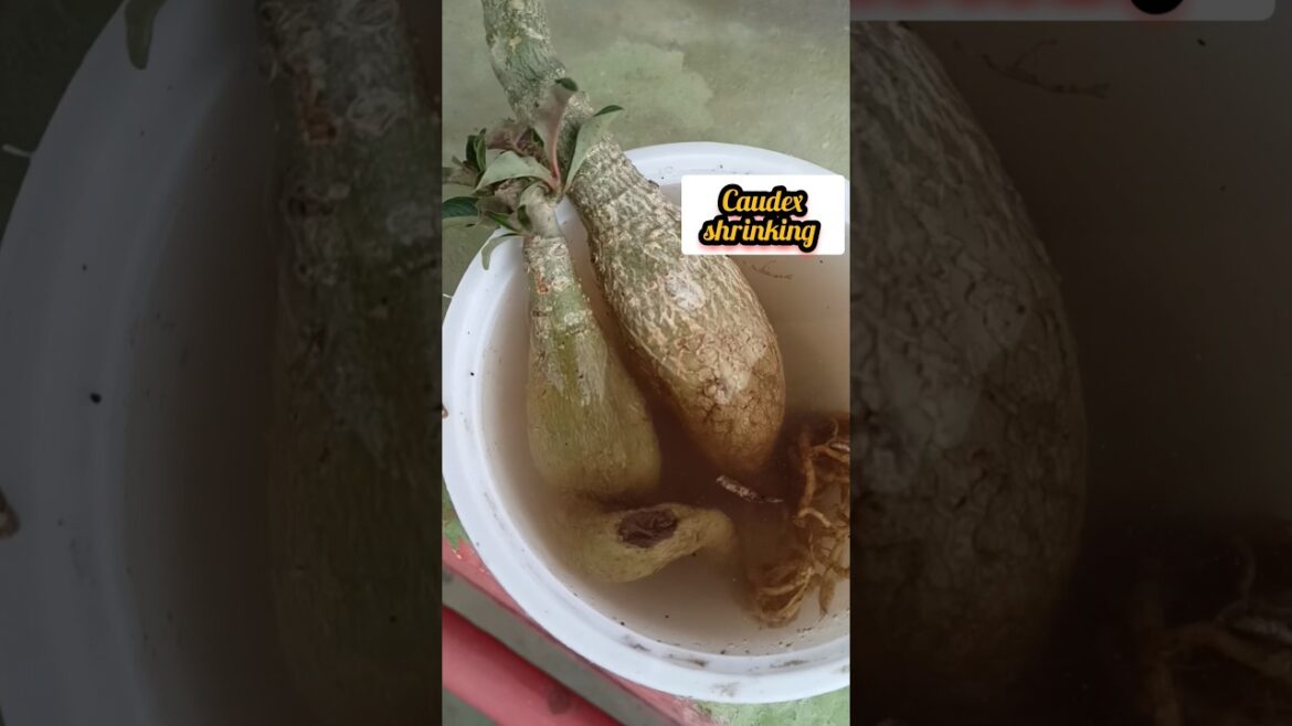 Adenium Caudex shrinking problem #shorts#youtube shorts #gardening@goutamifirstvlog