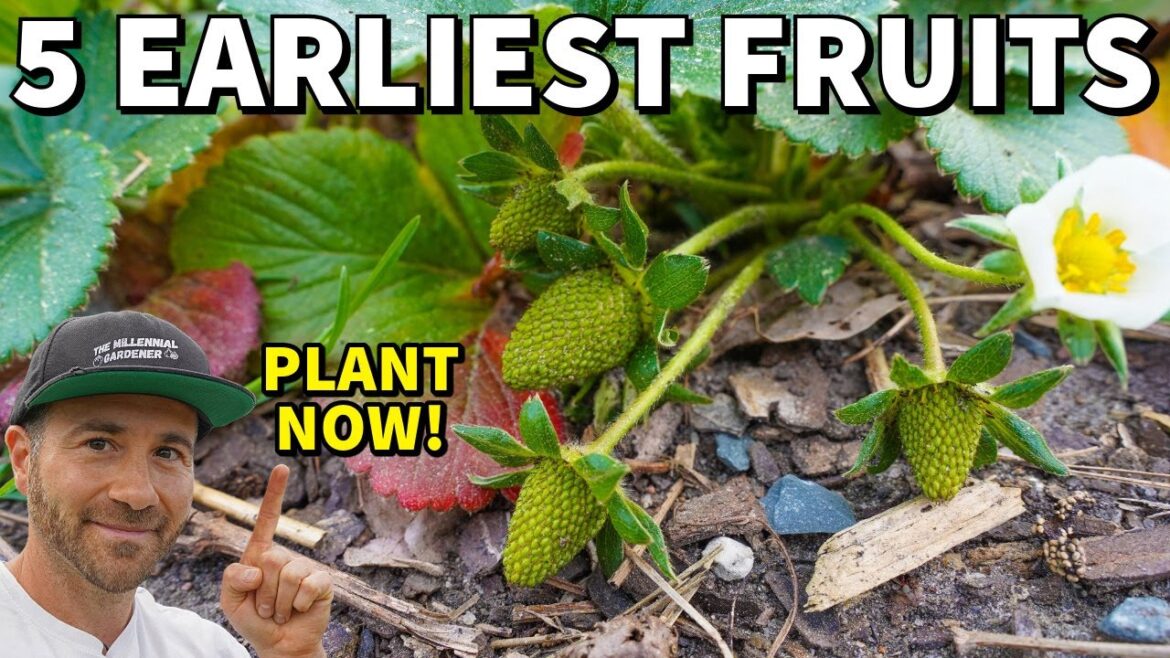 Plant These 5 Perennials NOW For Insanely EARLY Spring Harvests!