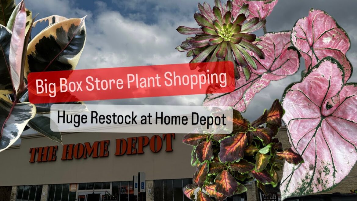 Big Box Store Plant Shopping Home Depot Plant Restock for Indoor Houseplants and Outdoor Gardening Big Box Store Plant Shopping Home Depot Plant Restock for Indoor Houseplants and Outdoor Gardening