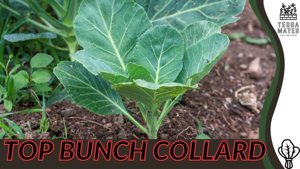 🌿 TOP BUNCH COLLARDS – A Must-Watch Marvel for Your Edible Garden (Brassica oleracea) 🌿 TOP BUNCH COLLARDS - A Must-Watch Marvel for Your Edible Garden (Brassica oleracea)