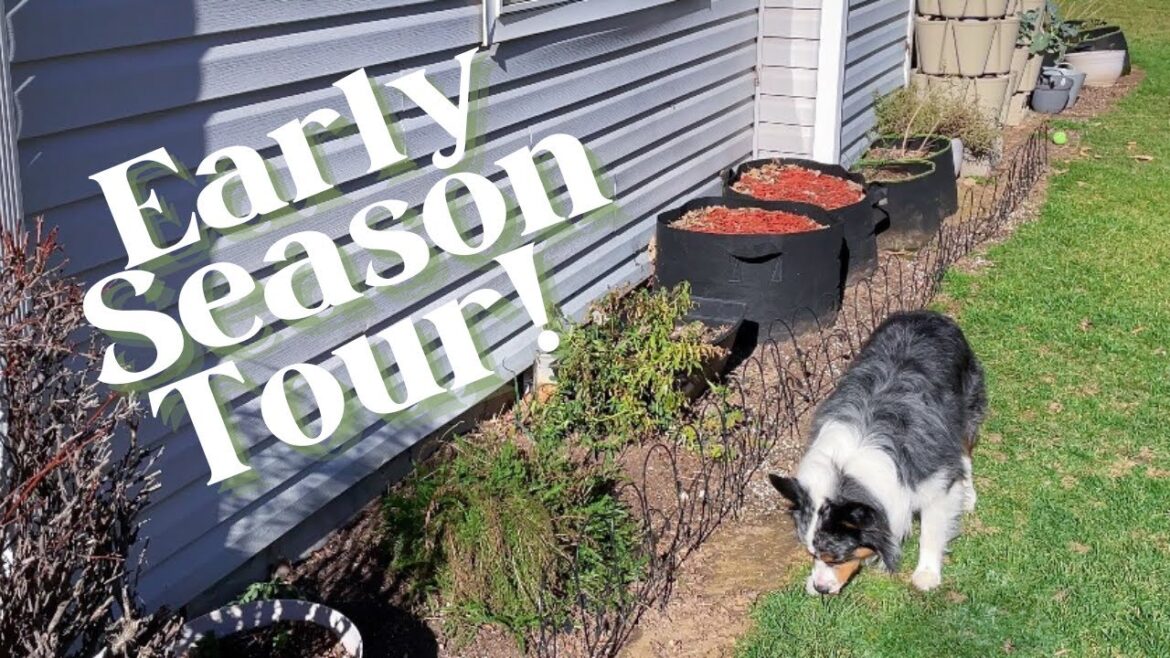 A walk in my container garden🌿 what’s growing during February