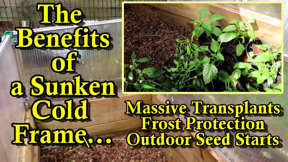 Get Massive Pepper Transplants Using a Sunken Cold Frame: How to Build It & How to Use It