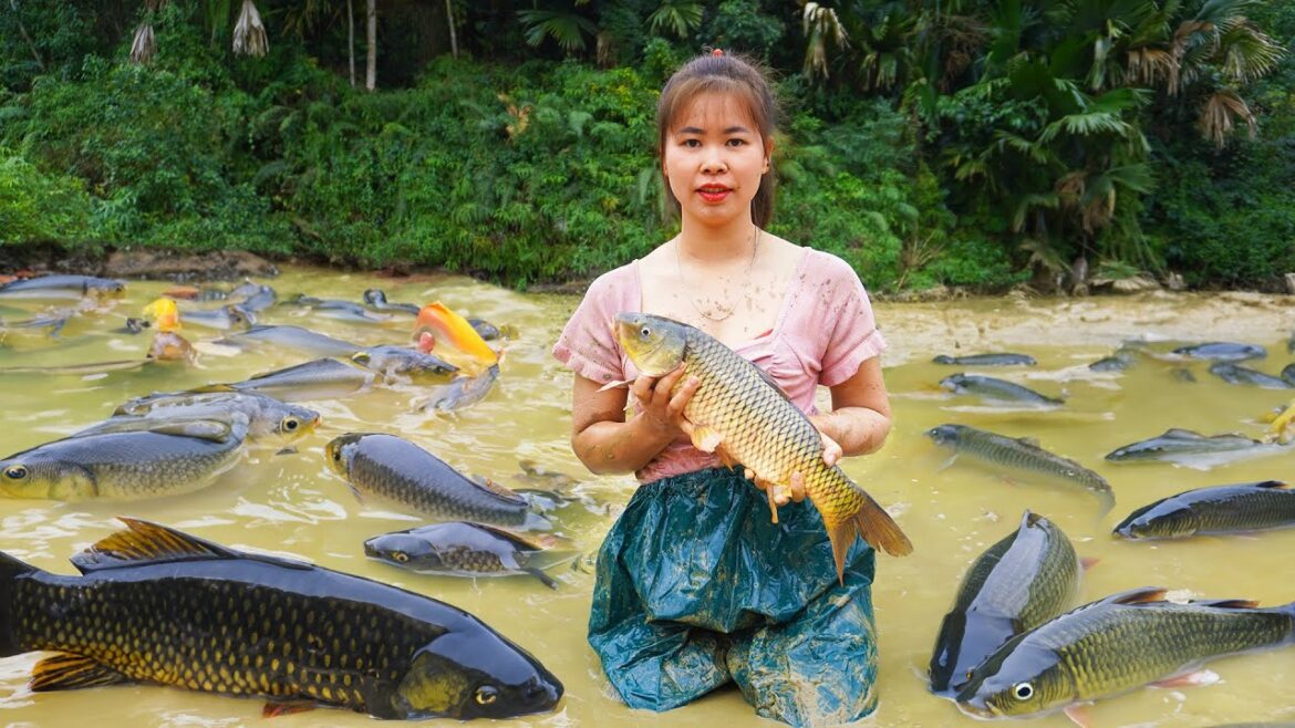 Harvesting Fish Goes to market sell - Vegetable Gardening | Tiểu Ca Daily Life