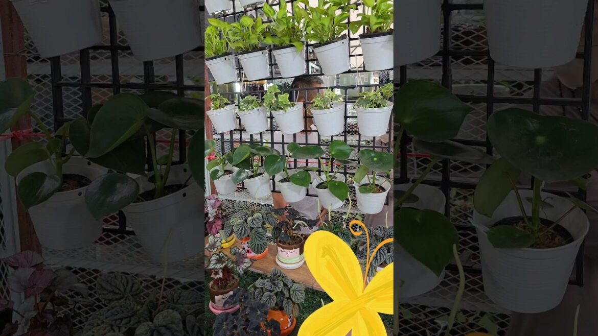 Plant shop #plants #plantmarket #plantshop #garden #gardenideas #gardenscapes #gardentips #gardening