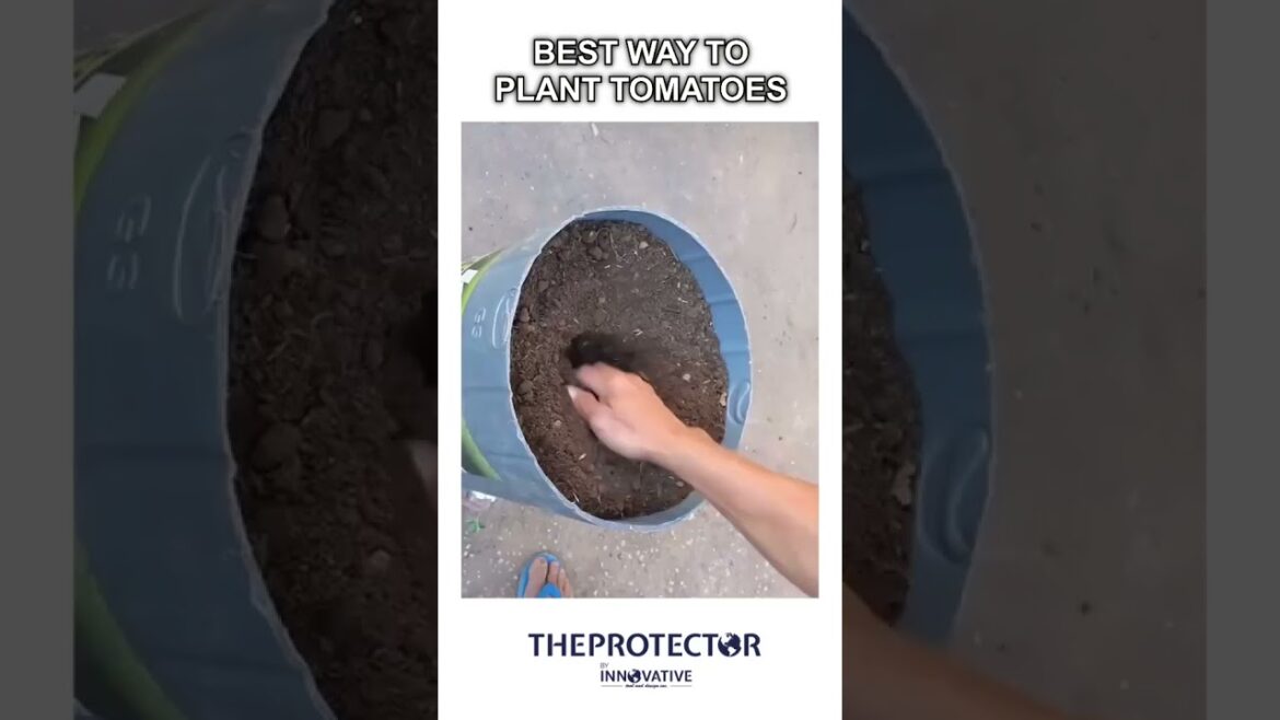 GROW TOMATOES at HOME 🏡