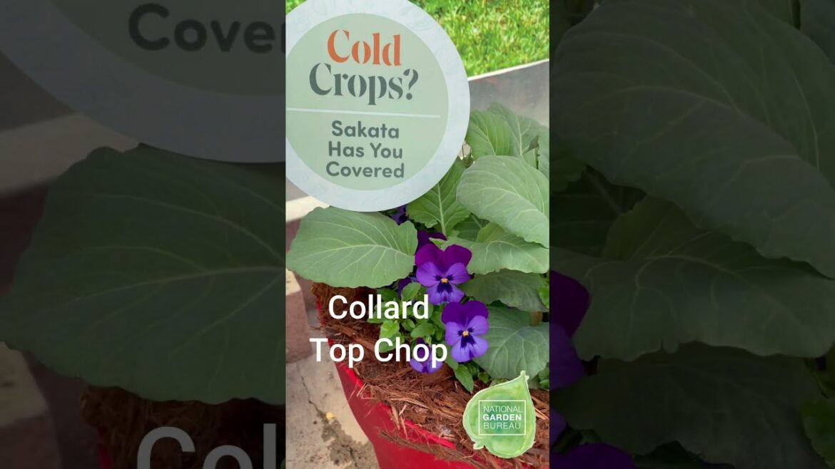 Sakata Collard Pansy Combo #flowers #containergardening #garden #gardenchat #gardening #spring Sakata Collard Pansy Combo #flowers #containergardening #garden #gardenchat #gardening #spring