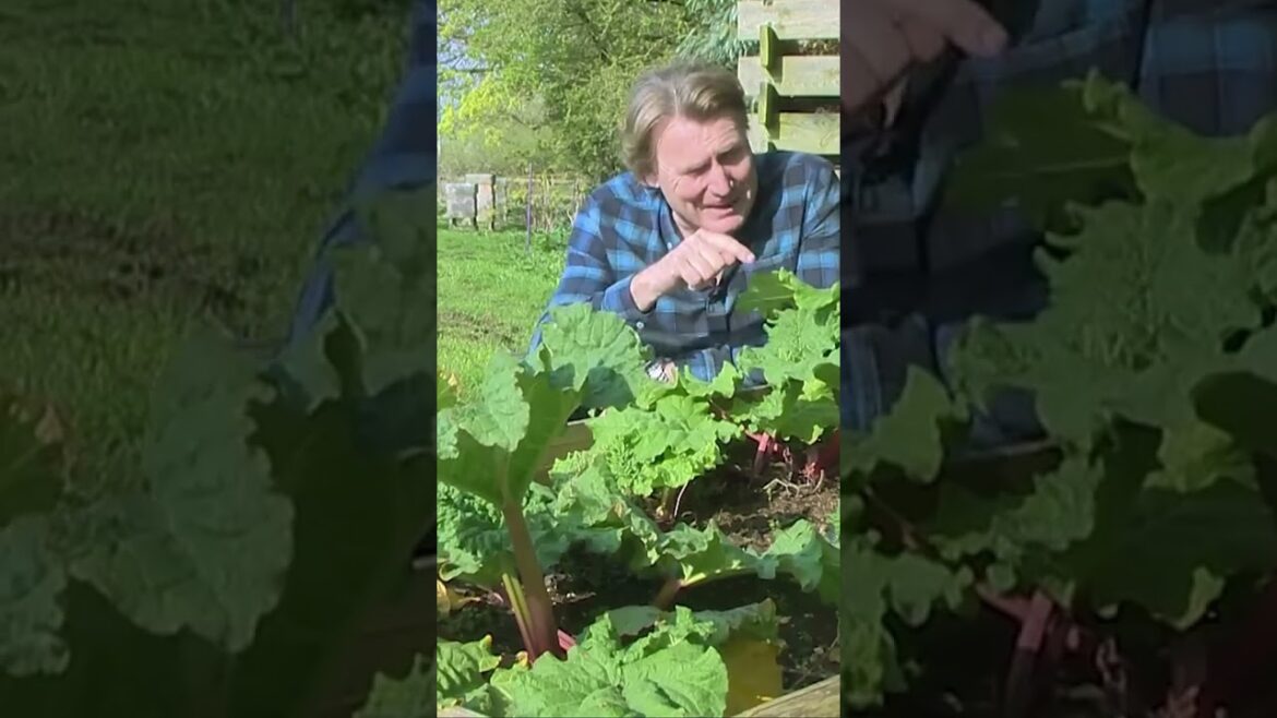 David Domoney: Rhubarb David Domoney: Rhubarb