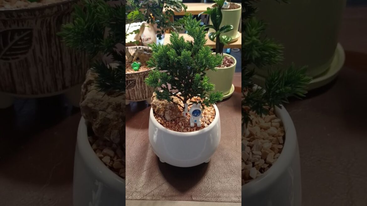 Plant shop #plants #plantmarket #plantshop #garden #gardenideas #gardenscapes #gardentips #gardening