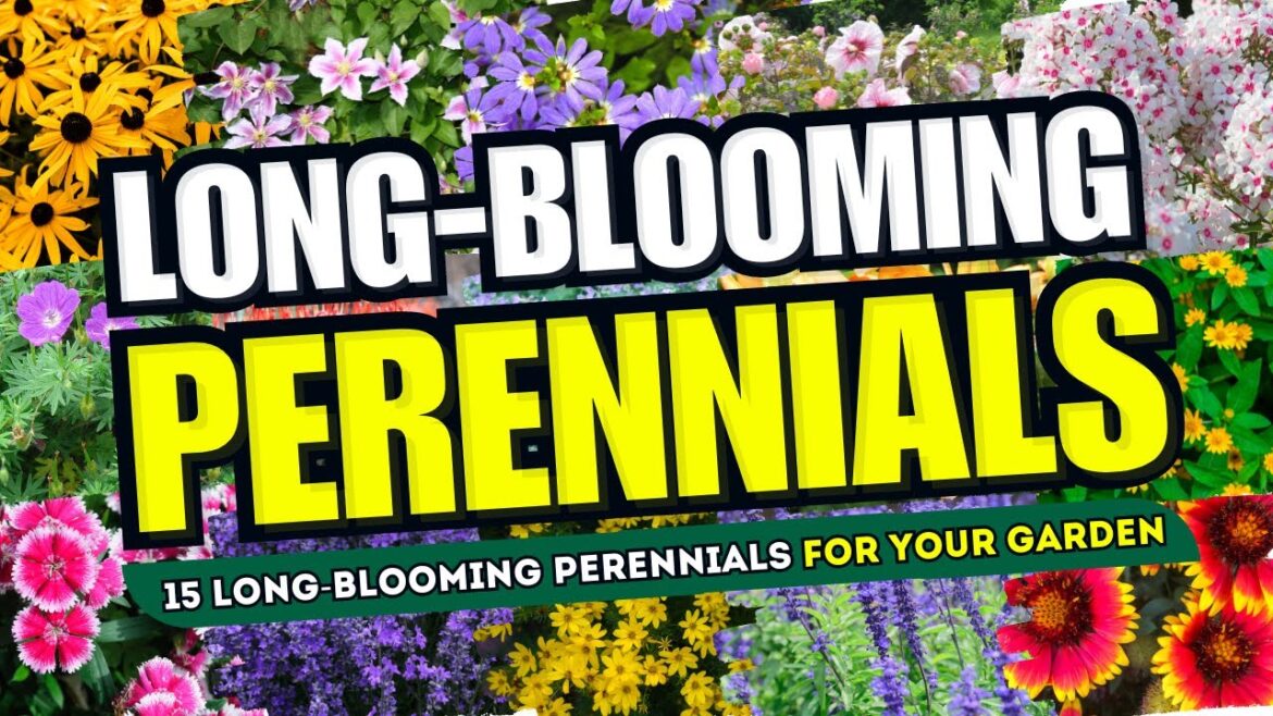 πΌπ ENDLESS BLOOMS! 15 Long BLOOMING Perennials to Keep Your Garden VIBRANT! ππΈ πΌπ ENDLESS BLOOMS! 15 Long BLOOMING Perennials to Keep Your Garden VIBRANT! ππΈ
