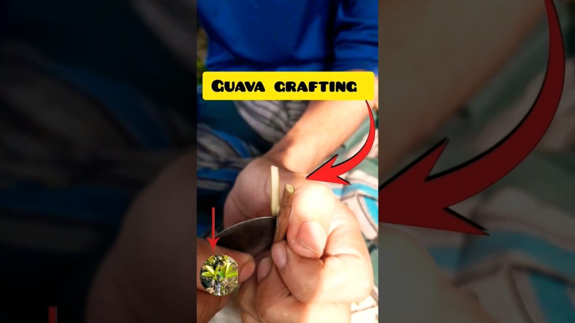 #shortvideo #reelvideo #grafting_guava
