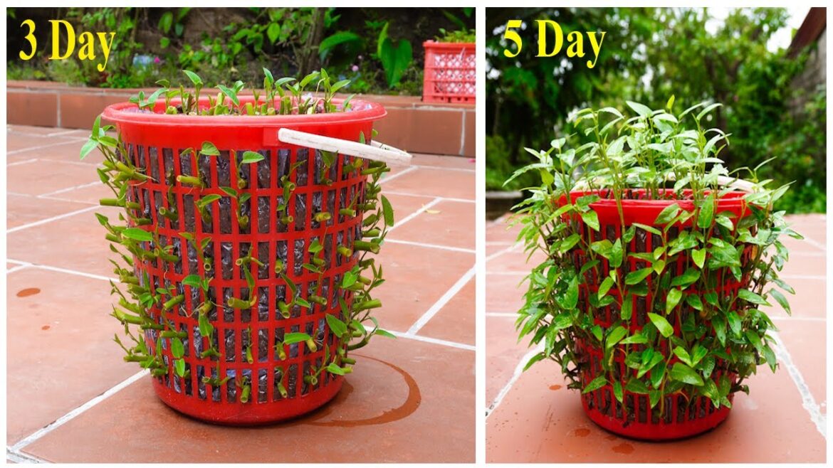 TIME LAPSE: How to Grow Vegetable Gardening Tips for Beginners at Home