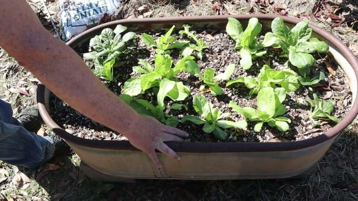 President day Container garden tour President day Container garden tour