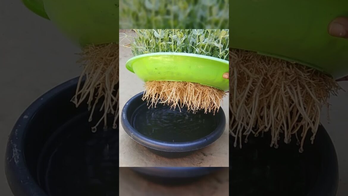 Growing Organic Vegetables