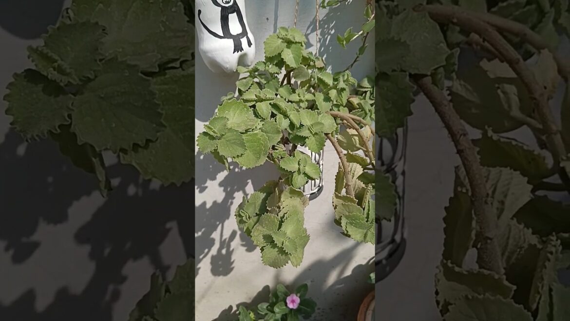 अजवाइन प्लांट कब कैसे और कहा लगाए|garden|garden tips inhindi|garden & craft area|ytshort|shorts|yt अजवाइन प्लांट कब कैसे और कहा लगाए|garden|garden tips inhindi|garden & craft area|ytshort|shorts|yt