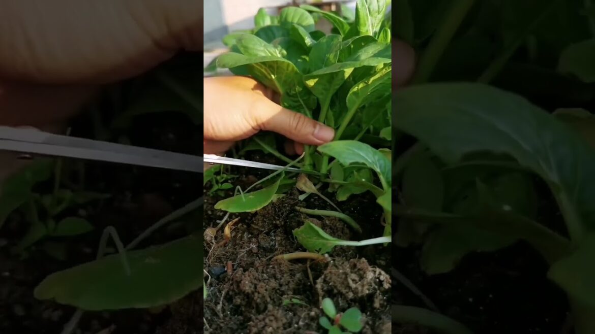 garden vlog and care my vegetable #shorts