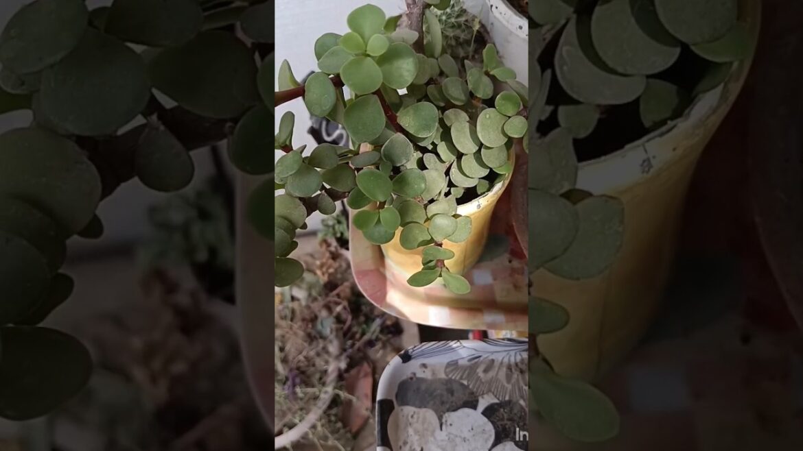 जेड प्लांट को kb aur कैसे लगाए|zade plant|garden|garden tips in hindi|garden& craft area|ytshort|yt जेड प्लांट को kb aur कैसे लगाए|zade plant|garden|garden tips in hindi|garden& craft area|ytshort|yt