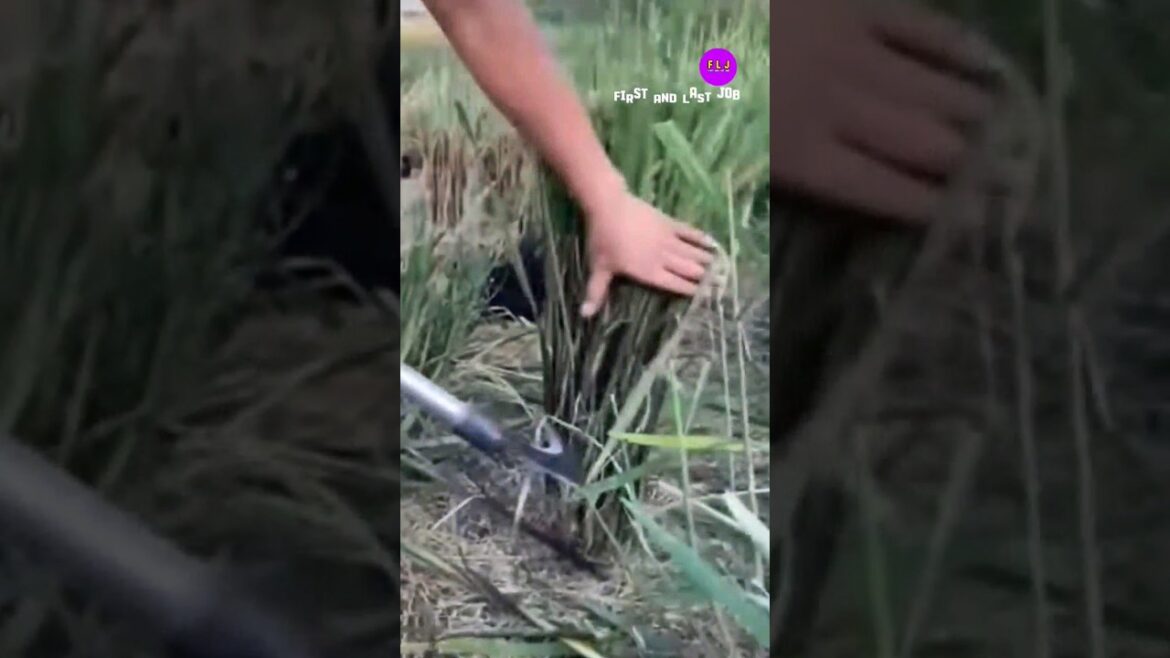 Removal of grass simple tool #farmer #agriculture #gardening #tools