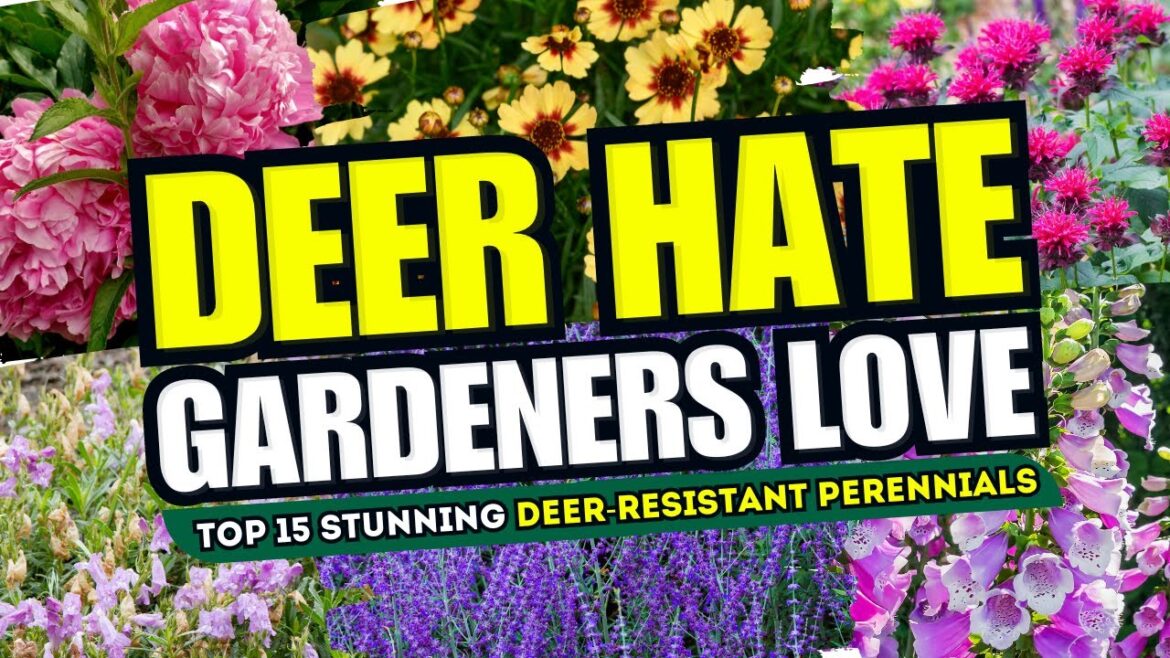 🦌🚫 DEER HATE, GARDENERS LOVE! Top 15 Stunning Deer-Resistant Perennials! 🌸💥